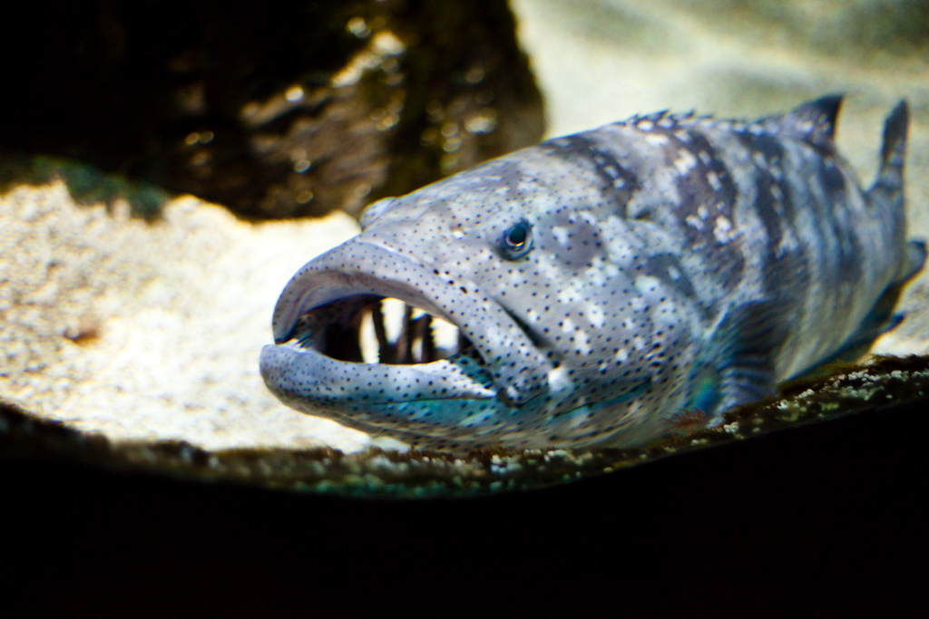 IMG_1009.jpg - Mérou brun (Epinephelus marginatus).