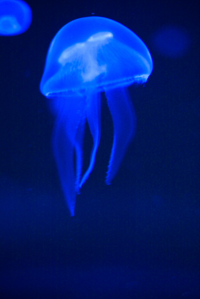 IMG_1054.jpg - méduse