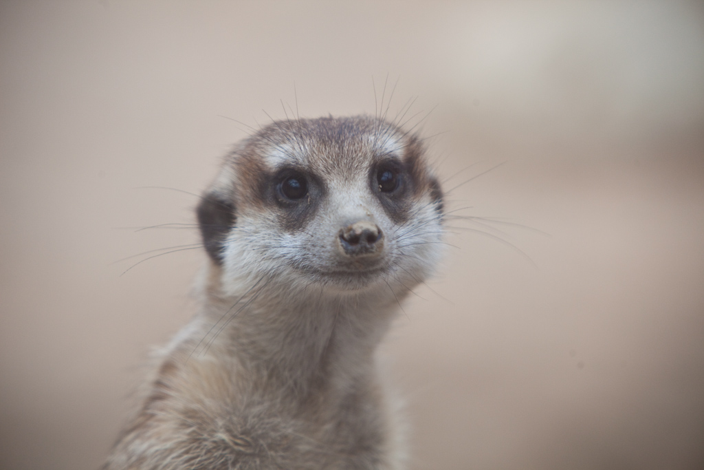 IMG_1307.jpg - suricate (Suricata suricata)