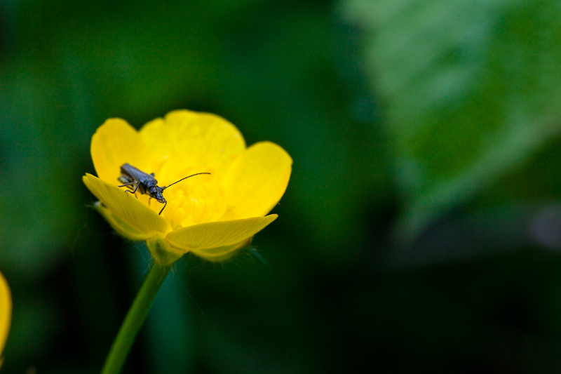 IMG_1432.jpg - Oedemera femorata