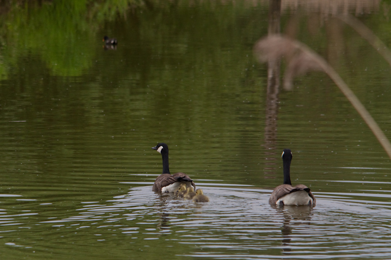 IMG_1556.jpg - Bernache du canada en famille...