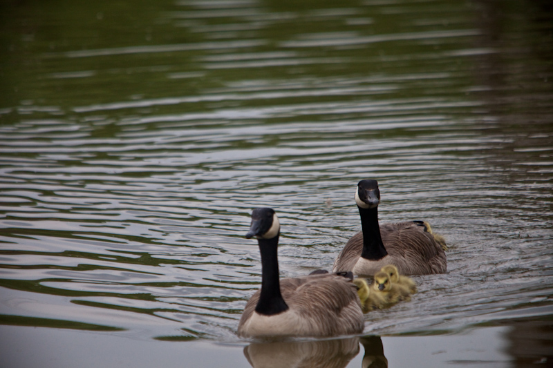 IMG_1597.jpg - Bernache du canada en famille...