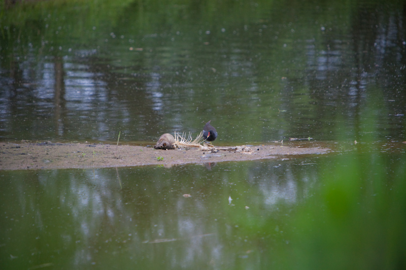IMG_1802.jpg - Gallinule (Poule d'eau)
