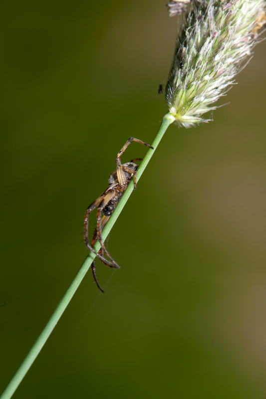 IMG_1960.jpg - araignée l'identifier serait trop complexe, il me faudrait des livres sur toute la création