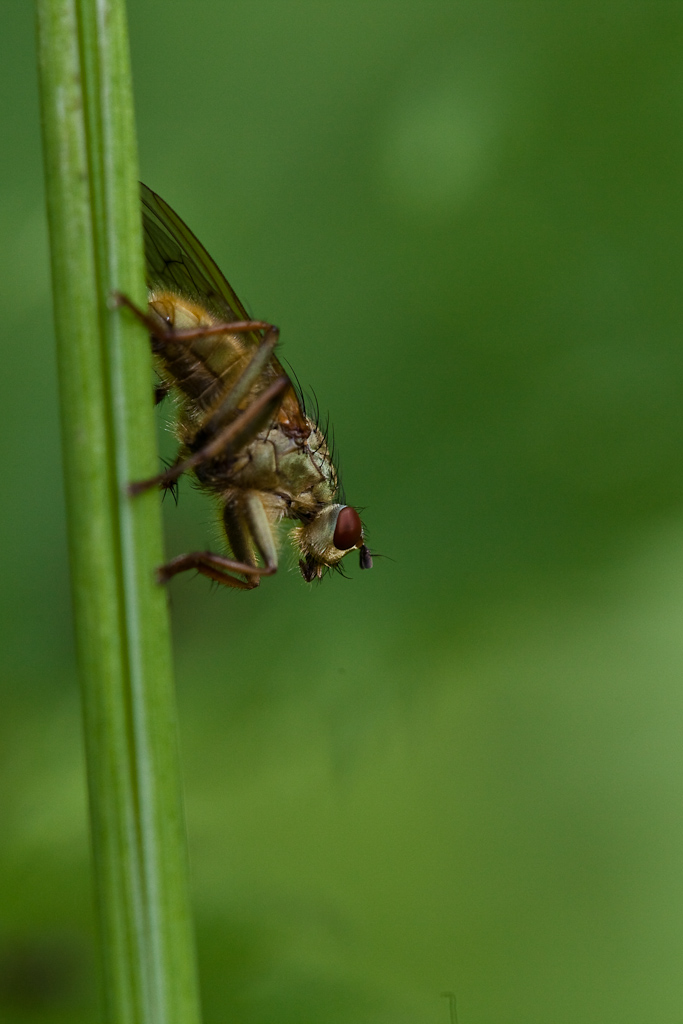 IMG_3282.jpg - Mouche , quand la lumière est bonne ....