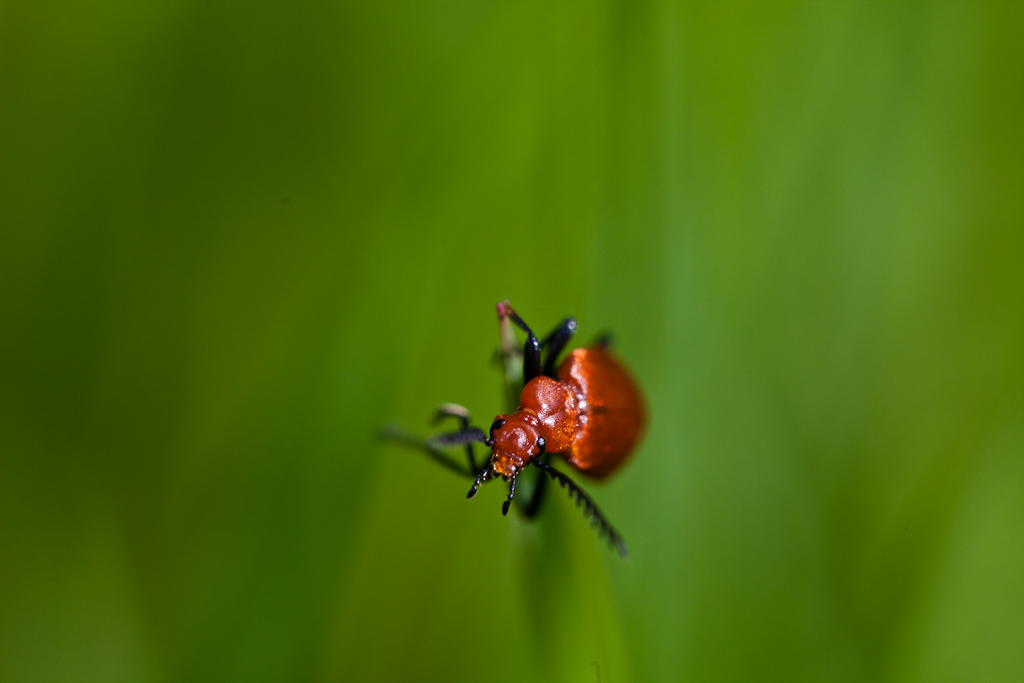 IMG_3286.jpg - un cardinal