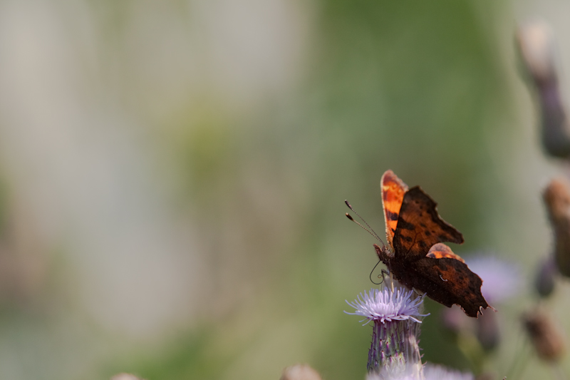 IMG_2001.jpg - Robert le Diable