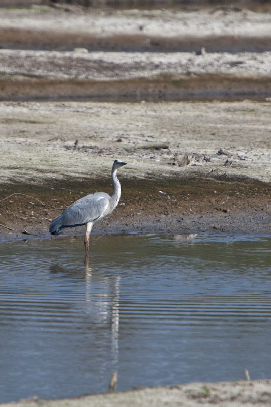 IMG_2019.jpg - Héron cendré