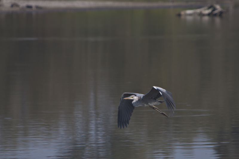 IMG_2087.jpg - Héron cendré