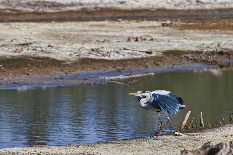 IMG_2092-Modifier.jpg - Héron cendré