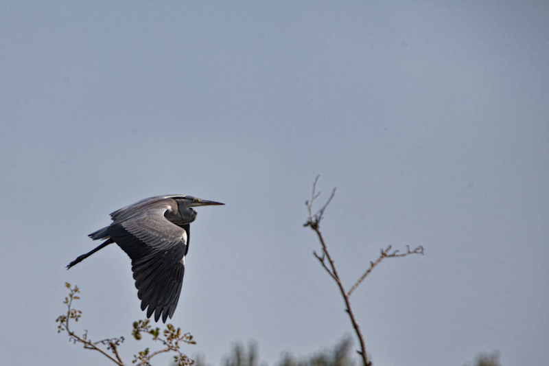 IMG_2096-Modifier.jpg - Héron cendré