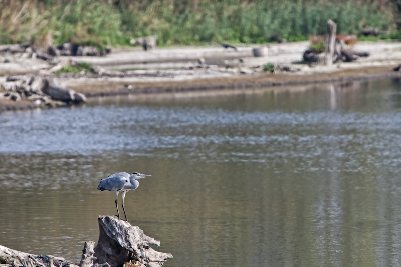 IMG_2105-Modifier.jpg - Héron cendré