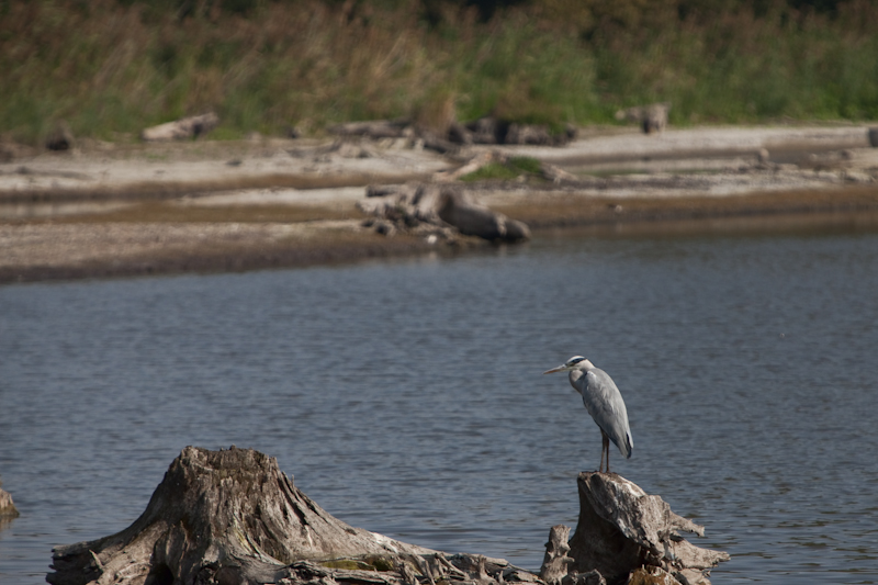 IMG_2113-Modifier.jpg - Héron cendré