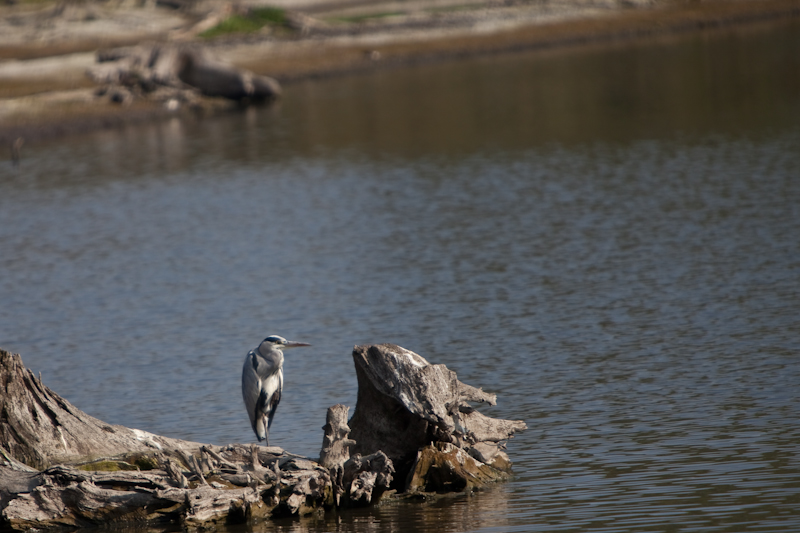 IMG_2127.jpg - Héron cendré