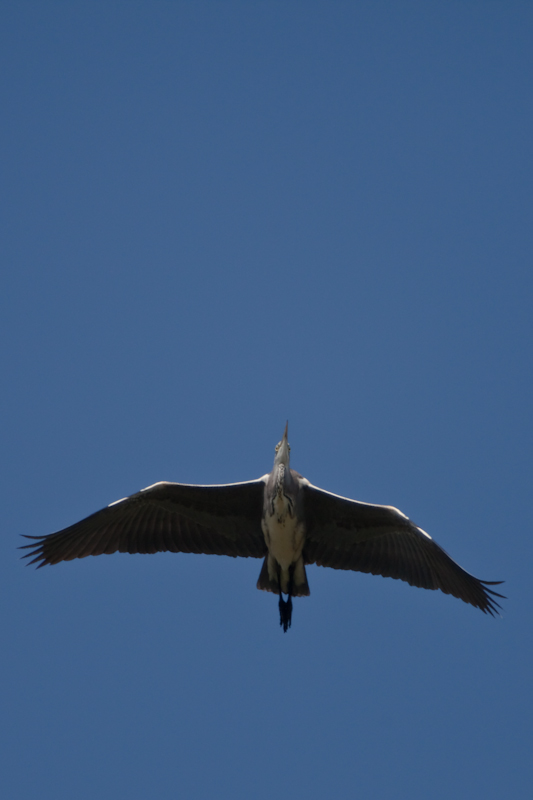 IMG_2148.jpg - Héron cendré