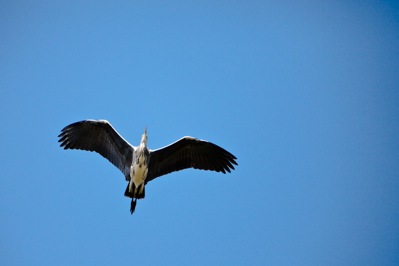 IMG_2150.jpg - Héron cendré