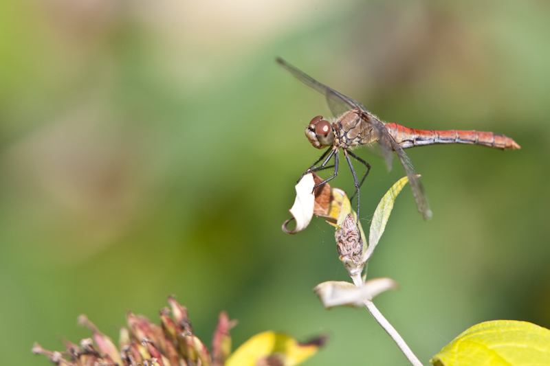 IMG_2156.jpg - Sympétrum commun