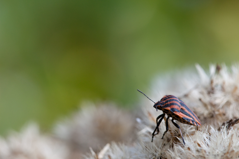 IMG_2182.jpg - Pentatome Rayé