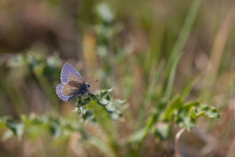 IMG_2220.jpg - Azuré