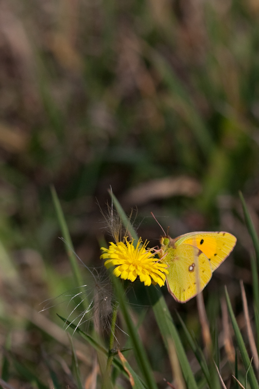 IMG_2221.jpg - Fluoré, c'est bizarrement le premier de l'année si j'ai bon souvenir.