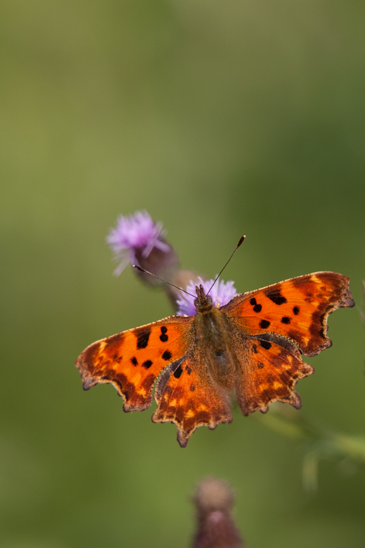 IMG_2223.jpg - Robert le diable (il y en avait quelques uns)