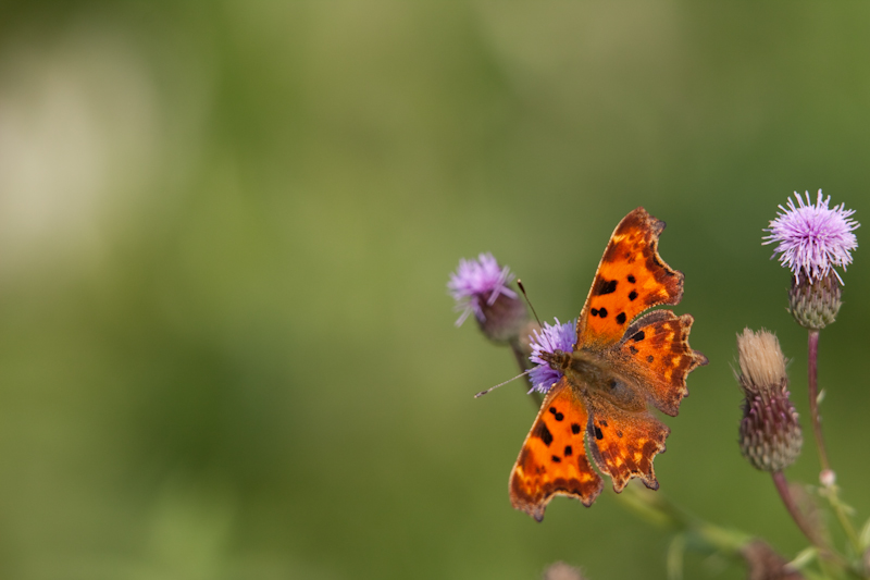 IMG_2226.jpg - Robert le diable (il y en avait quelques uns)
