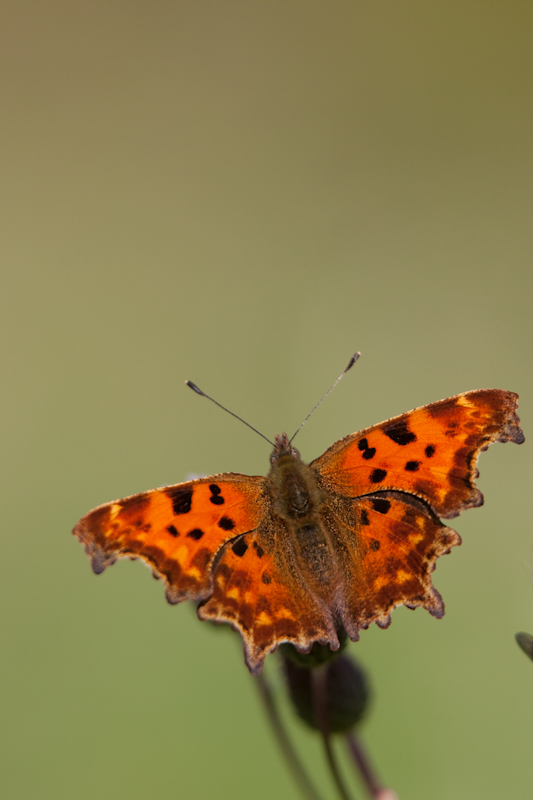 IMG_2229.jpg - Robert le diable (il y en avait quelques uns)