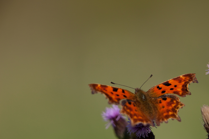 IMG_2235.jpg - Robert le diable (il y en avait quelques uns)