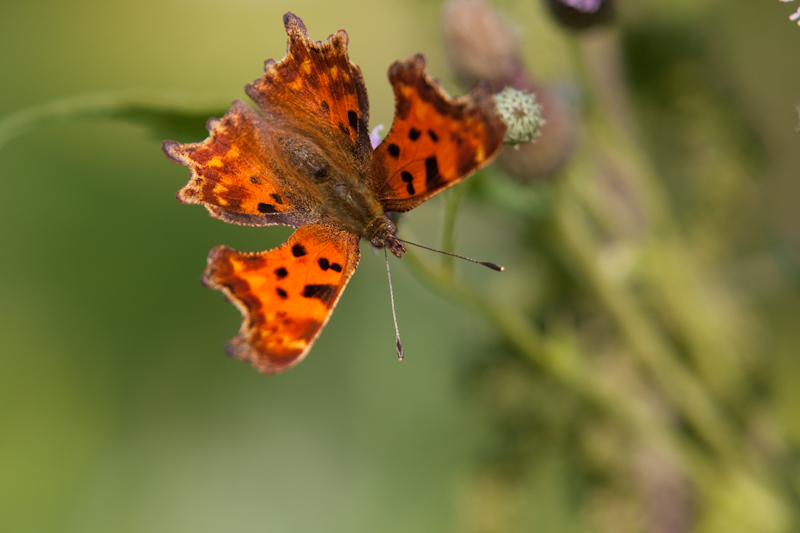 IMG_2253.jpg - Robert le diable (il y en avait quelques uns)