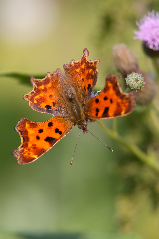 IMG_2261.jpg - Robert le diable (il y en avait quelques uns)