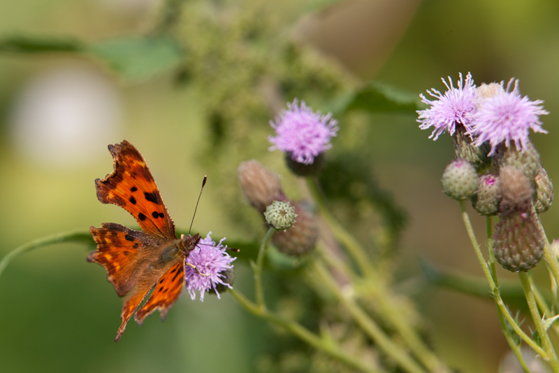 IMG_2266.jpg - Robert le diable (il y en avait quelques uns)