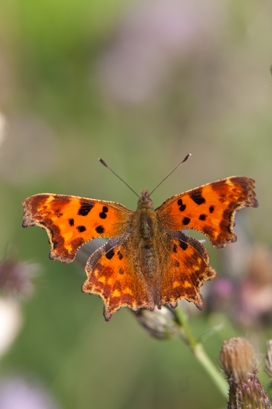 IMG_2295.jpg - Robert le diable (il y en avait quelques uns)