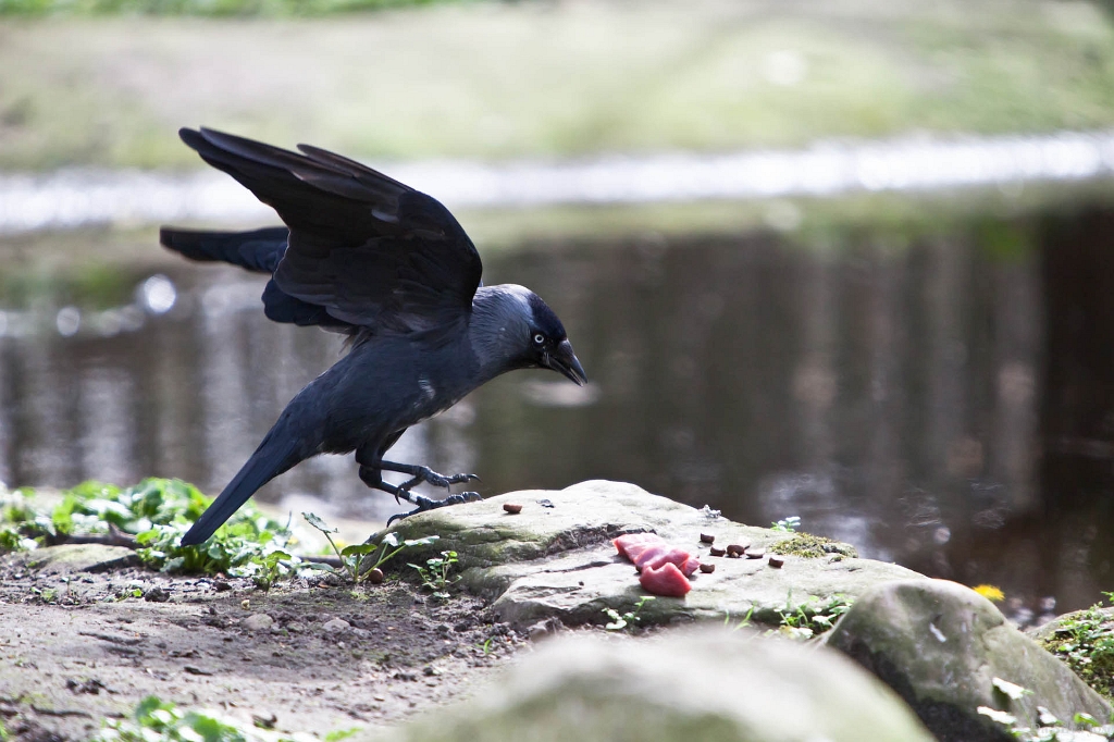 IMG_0160.jpg - profitant de la nourriture du renard :)