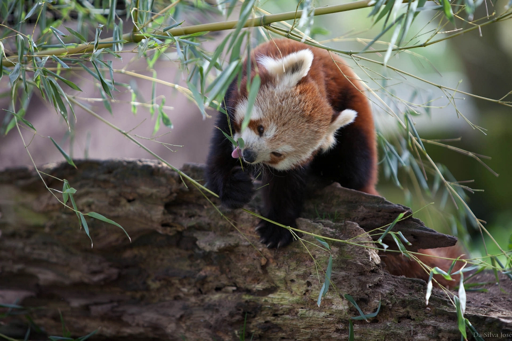 IMG_0315.jpg - pas étonnant qu'il dorme beaucoup, vuce qu'il mange.
