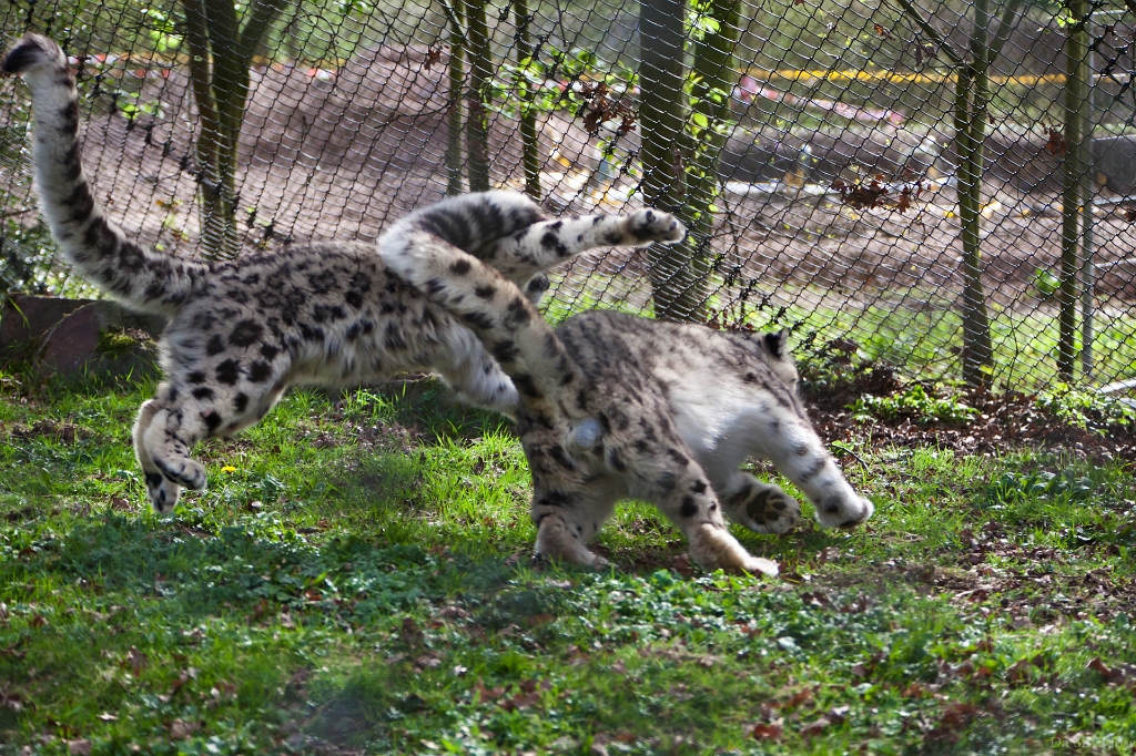 IMG_0393.jpg - la jeunesse d'un des deux, m'a procuré quelques clichés interessants!