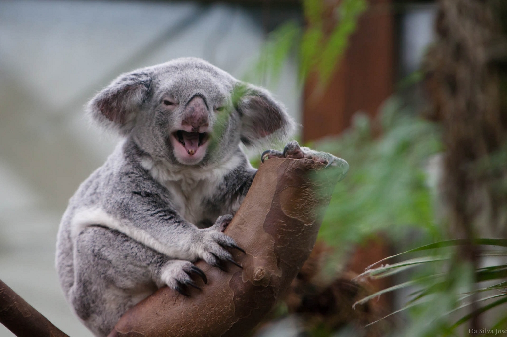 IMG_0505.jpg - eux aussi faut être patient pour les voir remuer! entre le panda roux, les léopard des neiges et les koala qui ronflent tout le temps, j'estime avoir eu de la chance.