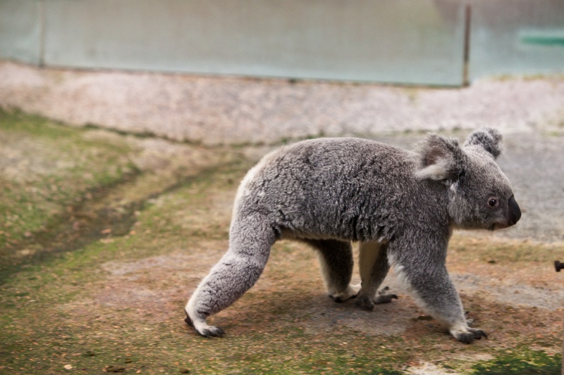 IMG_3805.jpg - le cadrage n'est pas extraordinaire, mais je ne l'avais jamais vu marcher, il est vif  alors que je pensais qu'il avait la vitesse d'un paresseux