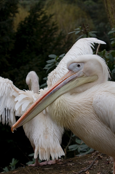 IMG_7812.jpg - pélicans blancs (Pelecanus onocrotalus)