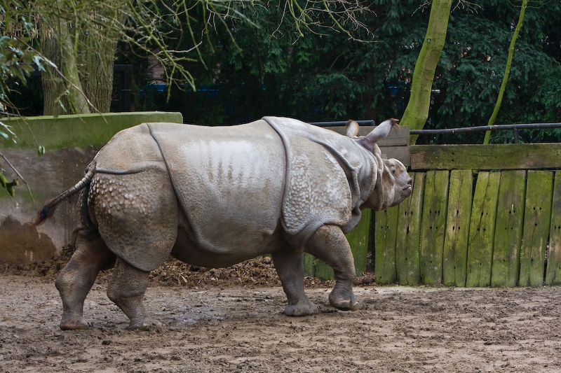 IMG_7826.jpg - Rhinocéros unicorne des indes (dans ce cas précis, corneless plutôt)Rhino indien (Rhinoceros unicornis)