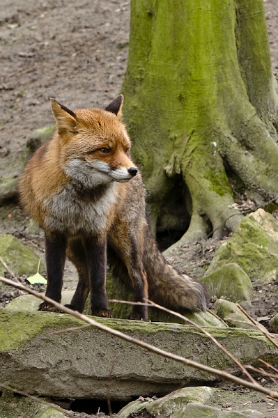IMG_7872.jpg - Renard roux (Vulpes vulpes)