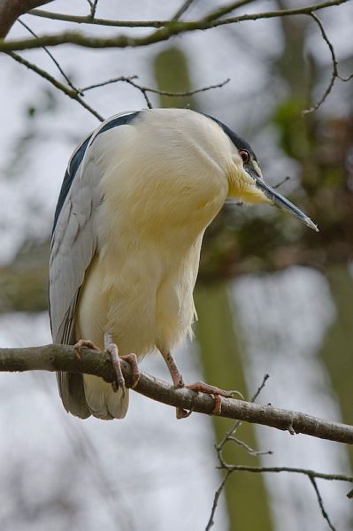 IMG_7903.jpg - Bihoreau gris (Nycticorax nycticorax)