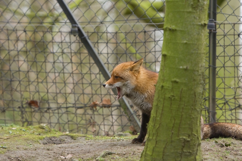 IMG_7933.jpg - Renard roux (Vulpes vulpes)