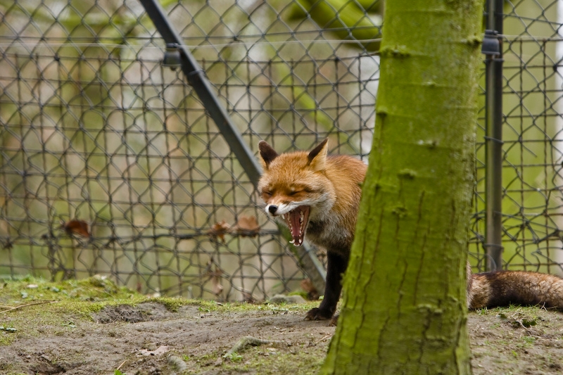 IMG_7934.jpg - Renard roux (Vulpes vulpes)