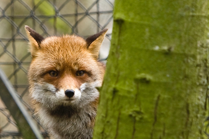 IMG_7937.jpg - Renard roux (Vulpes vulpes)
