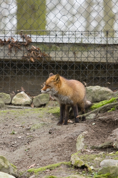 IMG_7942.jpg - Petit renard, qui doit aussi bien se faire chier tout seul.Renard roux (Vulpes vulpes)