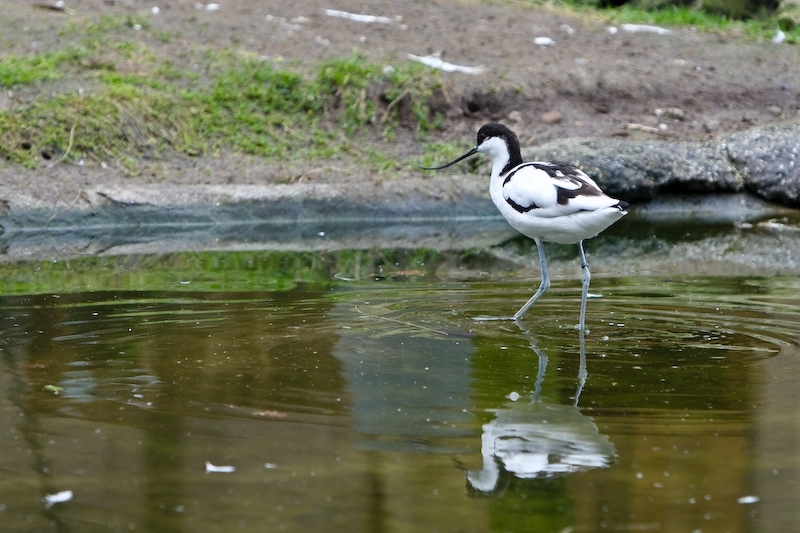 IMG_7953.jpg - Avocette élégante (Recurvirostra avosetta)