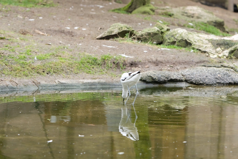 IMG_7955.jpg - Avocette élégante (Recurvirostra avosetta)