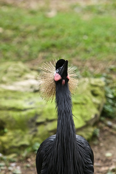 IMG_7968.jpg - Grue couronnée noire (Balearica pavonina pavonina)