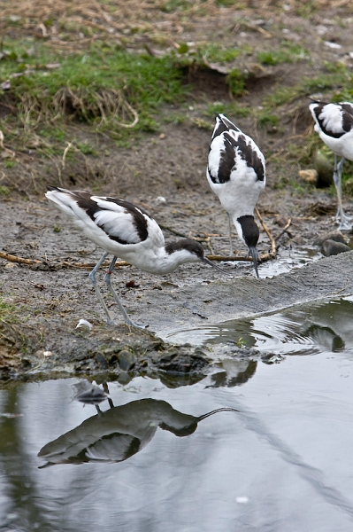 IMG_7974.jpg - Avocette élégante (Recurvirostra avosetta)