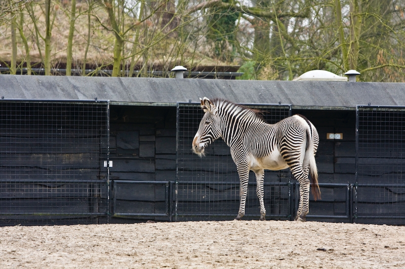 IMG_7983.jpg - (Equus grevyi) zèbre de grévy